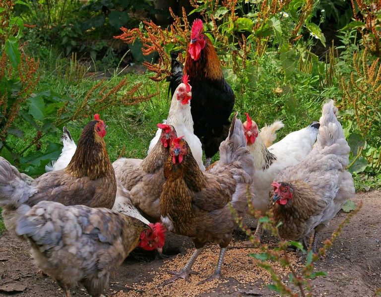 An In-Depth Guide on Feeding Backyard Chickens