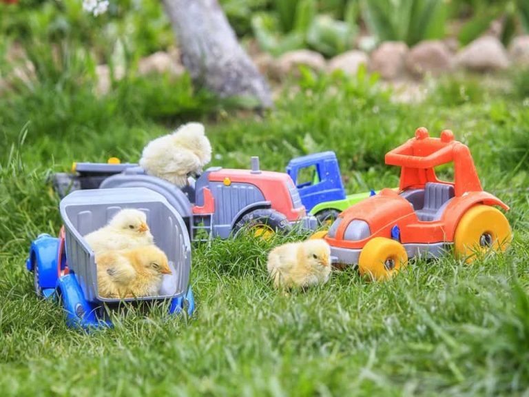 Best Chicken Toys for Pet & Backyard Chickens