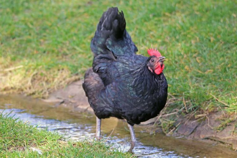 How Long Can Chickens Go Without Water?