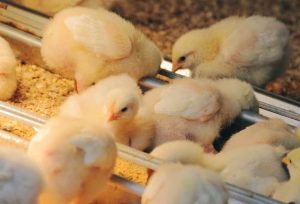 Feed Your Baby Chicks