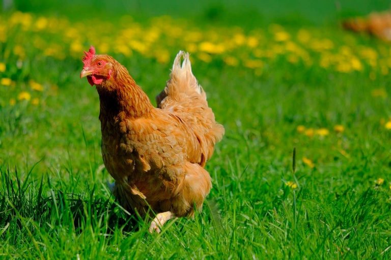 10 Questions to Ask Yourself Before You Get Backyard Chickens