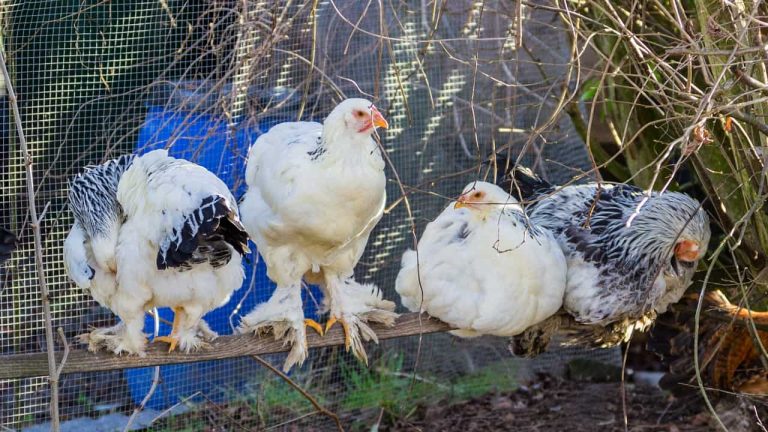 15 Largest Chicken Breeds