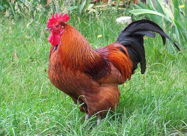 The Rhode Island Red