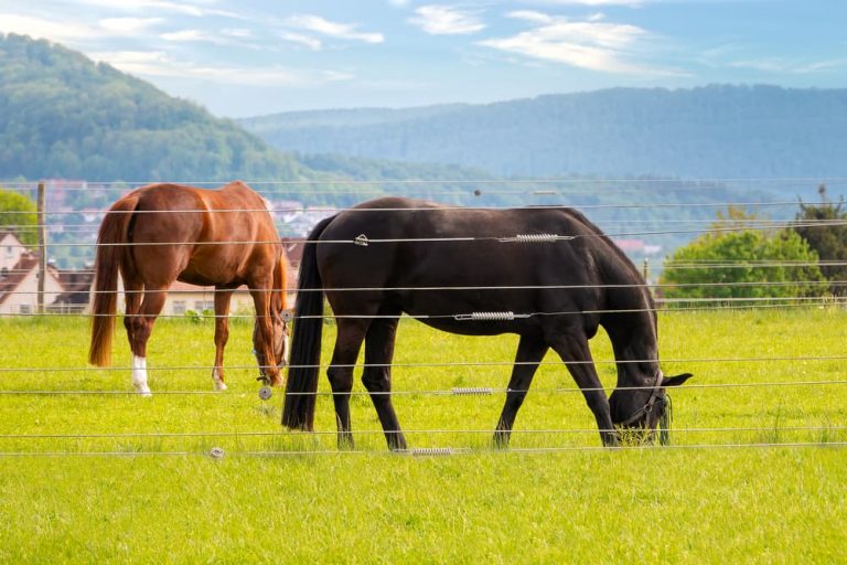 Best Electric Fence for Horses