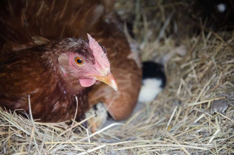 Best Chicken Coop Bedding – A Must-Read Guide