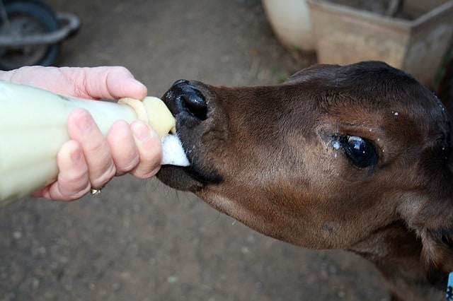 Best Calf Milk Replacer