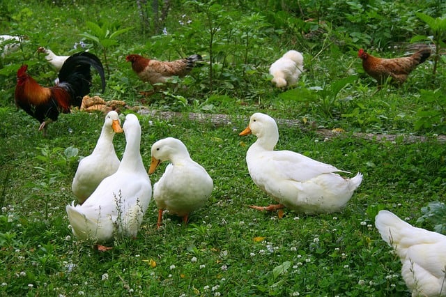 Can You Raise Chickens and Ducks Together?