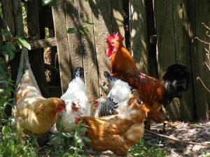 Do Hens Need A Rooster to lay eggs?