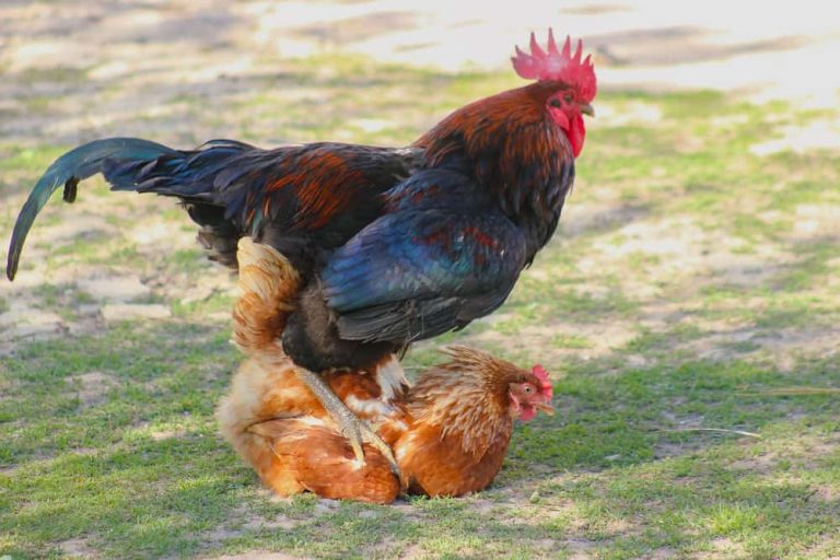 How Does A Rooster Fertilize Eggs?