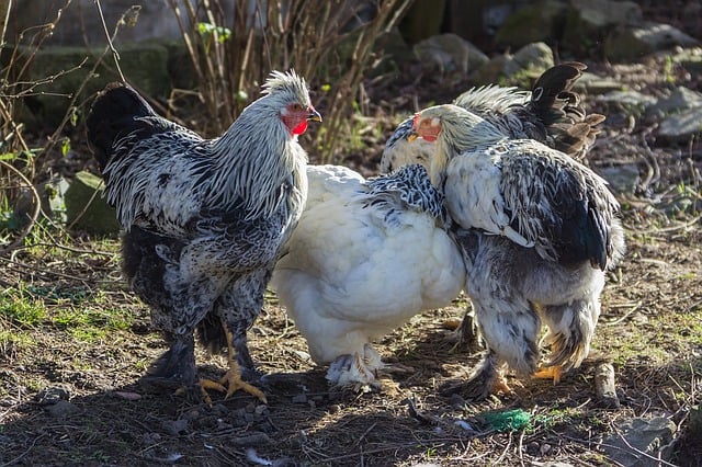 Heaviest chickens breed