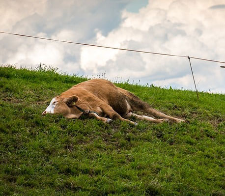 Cow Tipping: An Urban Legend Or A Fatal Act?