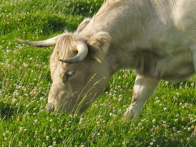 Can Cows Eat Clover?