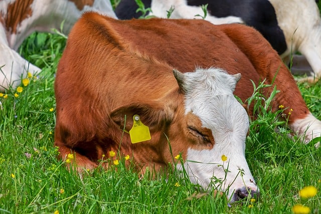 Do Cows Sleep Standing Up?