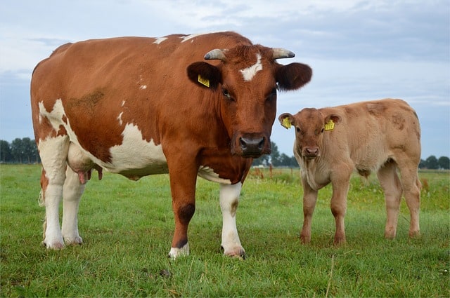 Cattle & Udders: Do we find them on both genders?