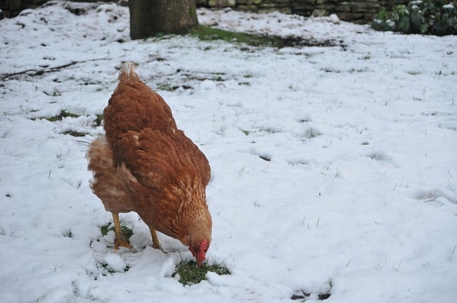 How to Keep Chicken Water from Freezing