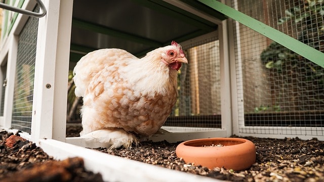 8 Essentials You Need to Install in Your Chicken Coop