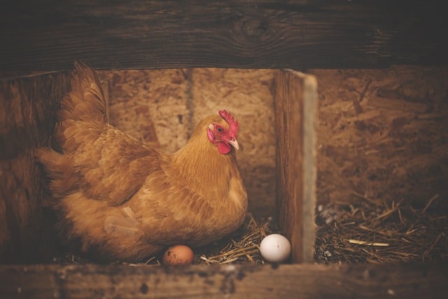 Fact or Fiction: Do Chickens Really Lay 2 Eggs a Day? 
