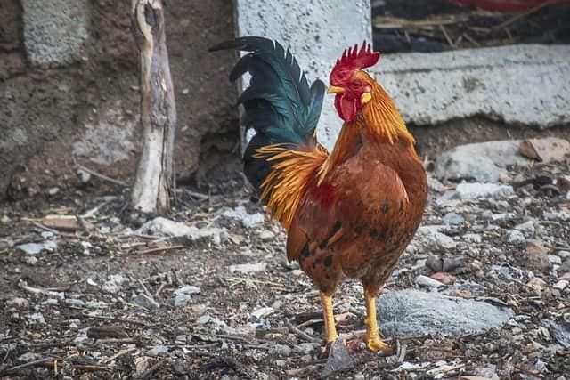 Can I Neuter My Rooster?