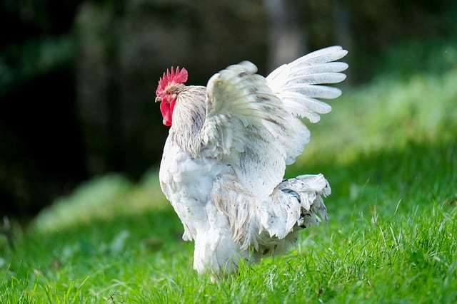 Why Do Chickens Have Wings?