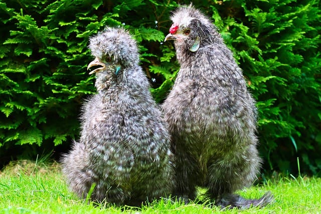 Silkie Hen vs. Rooster: How to Differentiate